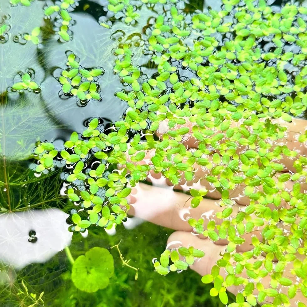 semillas de lenteja de agua, acuario de flotantes, Lemna minor, sostenible de acuario regalos 800pcs
