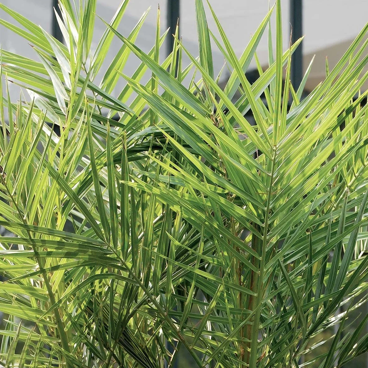 Bloomique - Set de 2 - Phoenix canariensis - Palmera datilera canaria - Palmera resistente - Plantas de jardín - Altura 50-70 cm - Maceta 15 cm