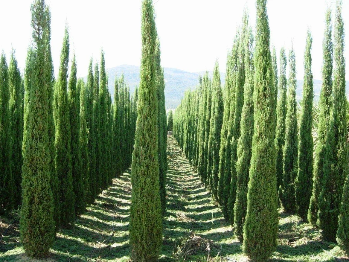 100 Semillas Ciprés Mediterráneo (Cupressus Sempervirens Pyramidalis) Verde