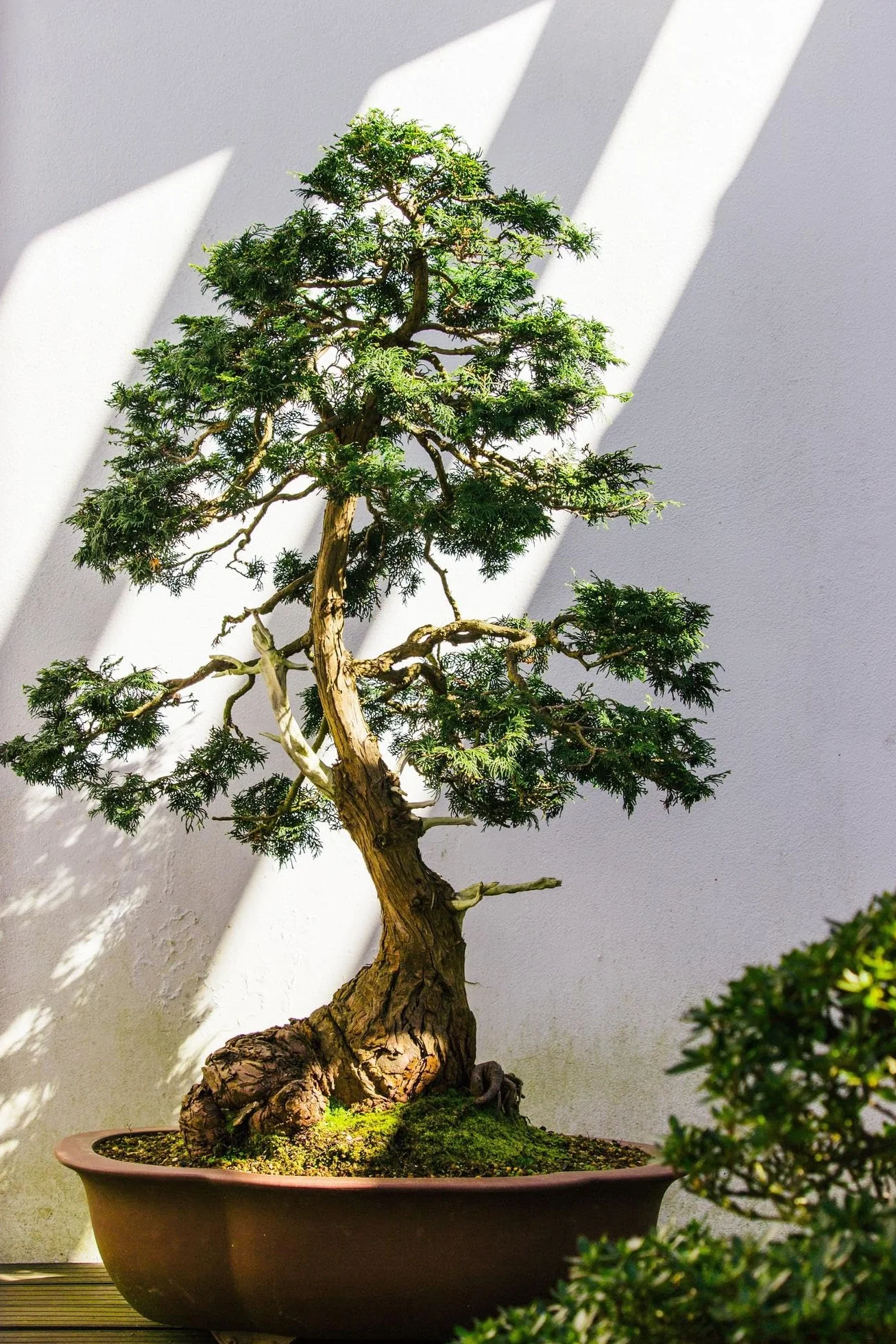 Abono Líquido Foliar Bonsáis 250 ml MUY EFICAZ | Spray Listo para Usar con Aplicador | Nutrición Completa e Hidratación | Reverdeciente para Bonsáis de Interior y Exterior | Nexum Market