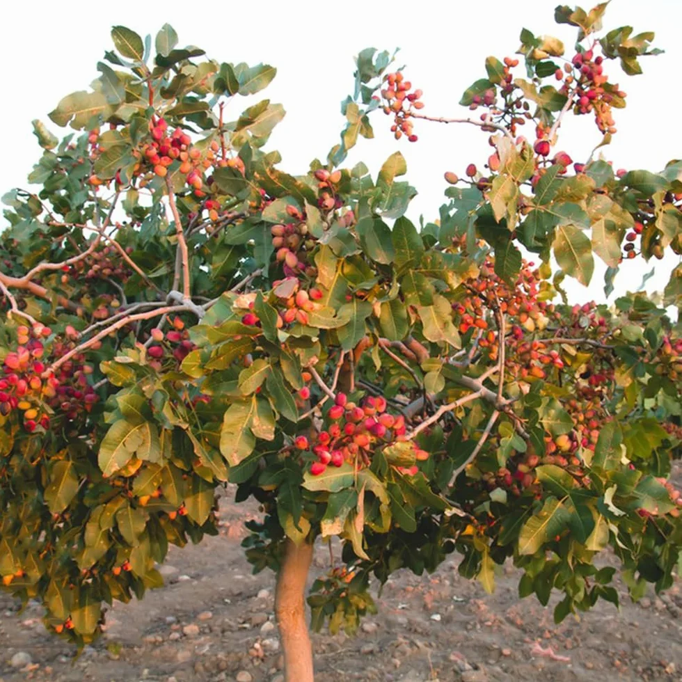 Semillas de pistacho, Pistacia vera, semillas de nueces, Semillas de pistacho resistentes al invierno, resistentes exterior 15pcs