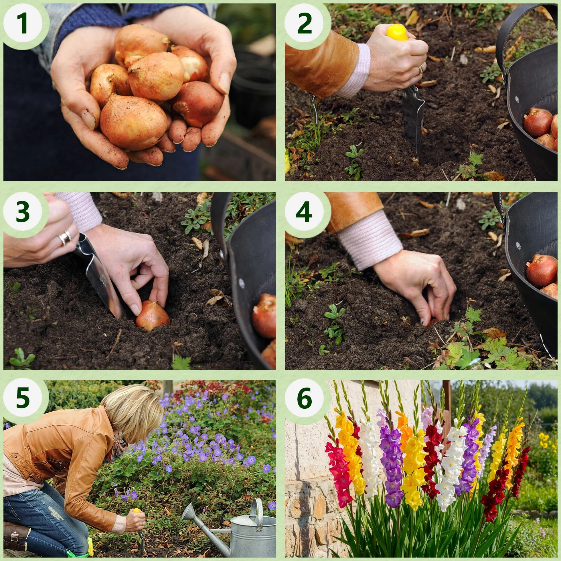 Gladiolos Bulbos Budget Mix - 50 Bulbos de Flores Exterior - Plantas Naturales Exterior de Holanda - No Resistente - Decoracion Jardin, Macetas y Balcón - Sin Semillas, No Artificiales