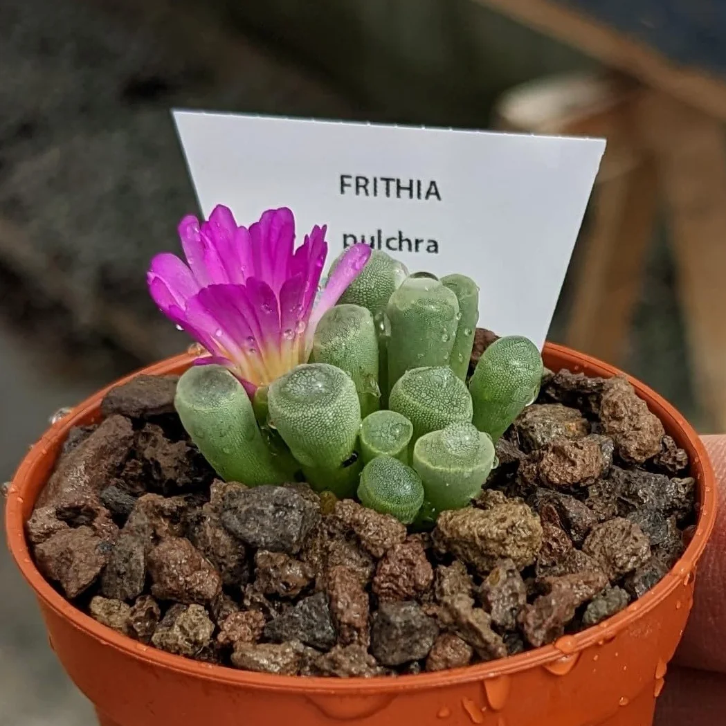 SUNNYPLANTS - Frithia Pulchra - Dedos de Bebé, Plantas Lithops, Suculentas de Piedra Viva, Piedras Vivas, Planta de Piedra
