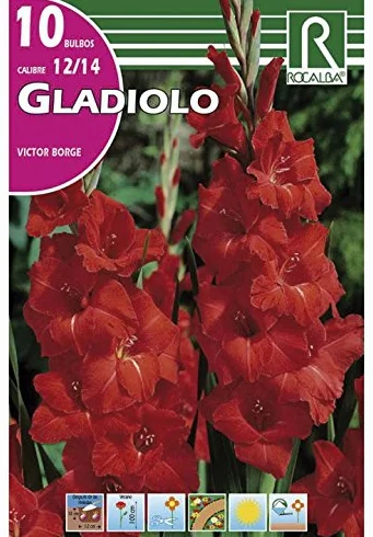 BULBO GLADIOLO VICTOR BORGE ROJO - 10UD