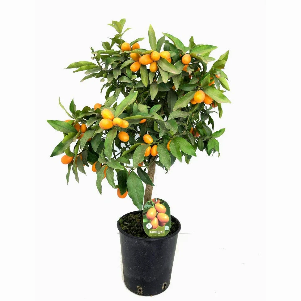 Garden Center Shop | Kumquat en Maceta 80 cm | Naranjo Chino Fortunella Japonica | Frutal Decorativo | Ideal para Jardín, Terraza o Interior