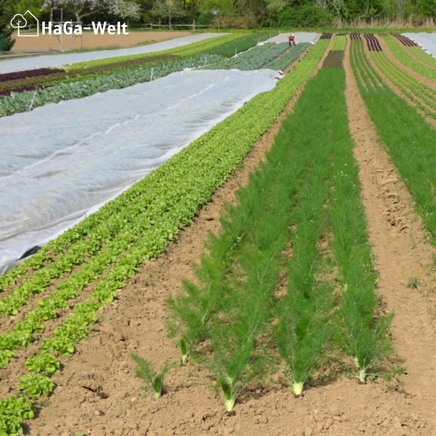 Haga - Fieltro protector para la cosecha (19 g/m2, 3,2 x 50 m)
