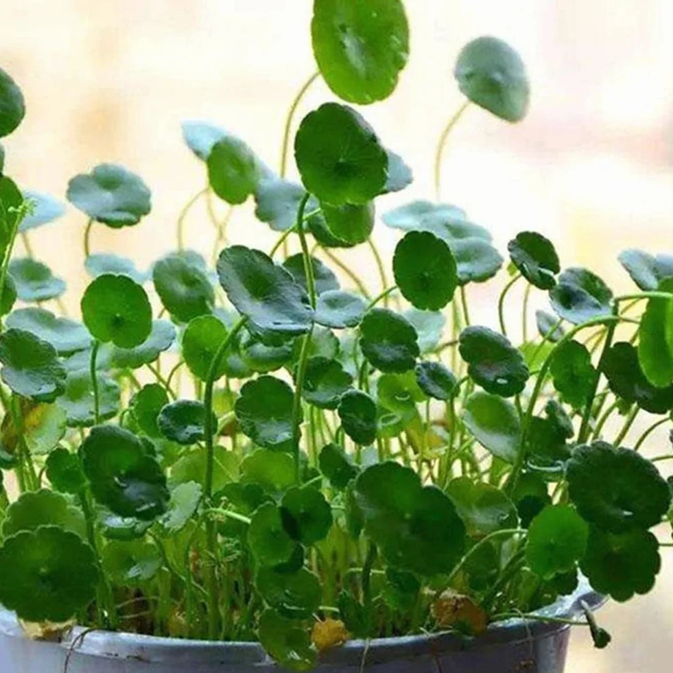 Haloppe 50 Unids Dichondra Pistia Plantas Semillas para la Plantación de Jardín en Casa, Dichondra Pistia Semillas Jardín Estanque Planta Piscina Acuario Tanque Decoración Semillas de pistia