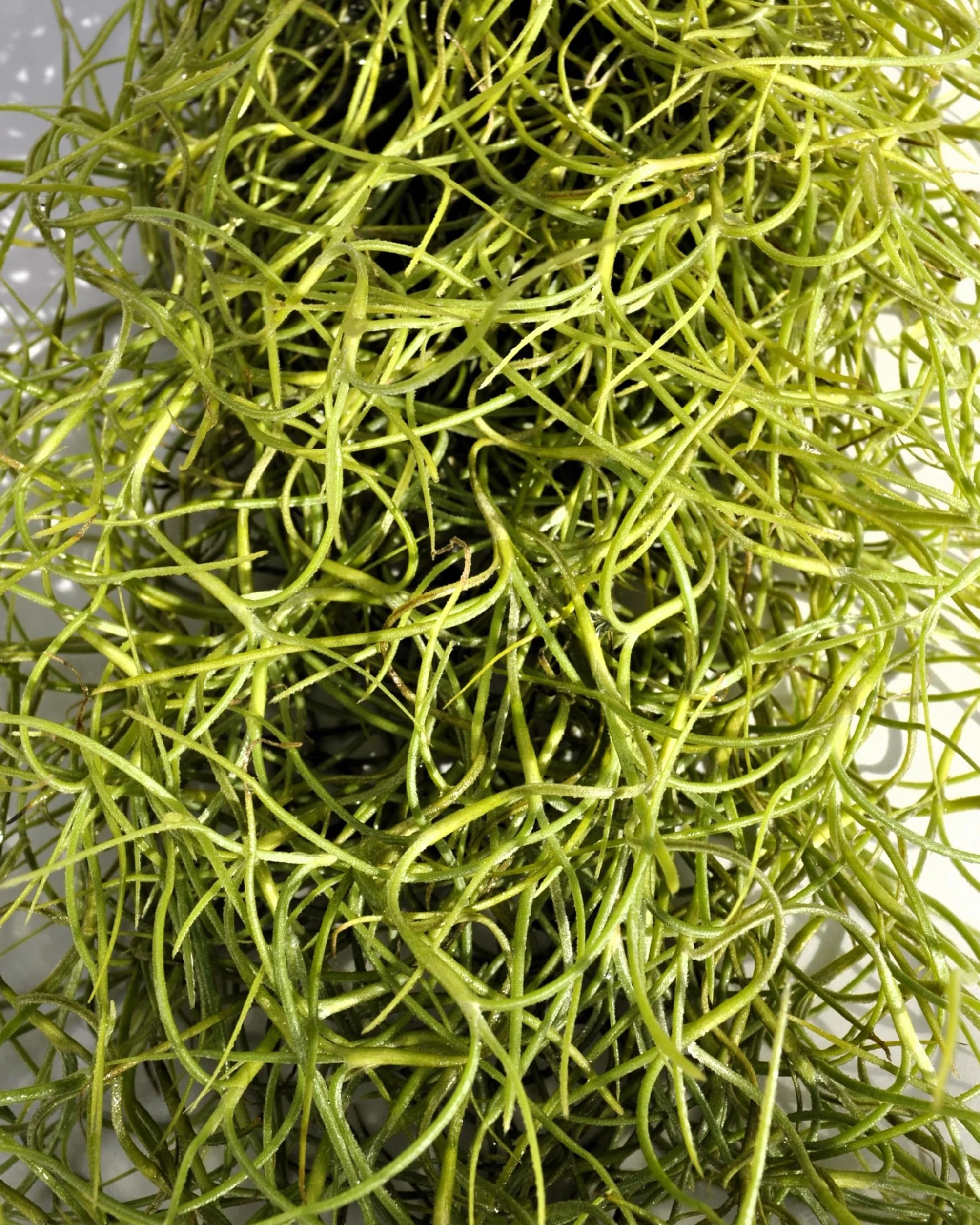 Tillandsia usneoides, Curiosarium, Barba de Viejo, Musgo Español, Planta del Aire, Planta Exótica, Verde Grisáceo, Interior/Exterior, Sin Sustrato, Colgante Decorativa, Longitud 50 cm, Diámetro 15 cm.
