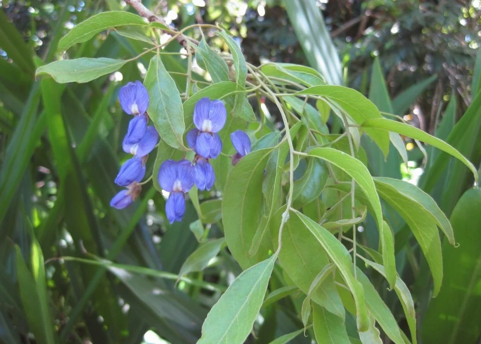 SAFLAX - Glicinia africana - 15 semillas - Bolusanthus africanus
