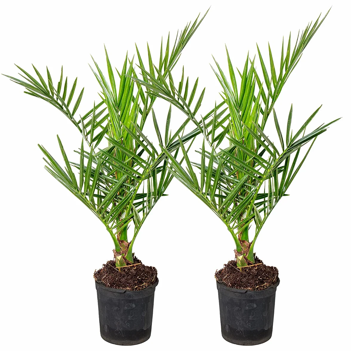 Bloomique - Set de 2 - Phoenix canariensis - Palmera datilera canaria - Palmera resistente - Plantas de jardín - Altura 50-70 cm - Maceta 15 cm
