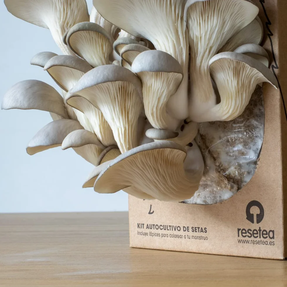 Kit Infantil para Cultivar Setas Gourmet | El Monstruo de las Setas | Actividad STEM Montessori | Regalo Educativo, Emocionante y Divertido | Resetea