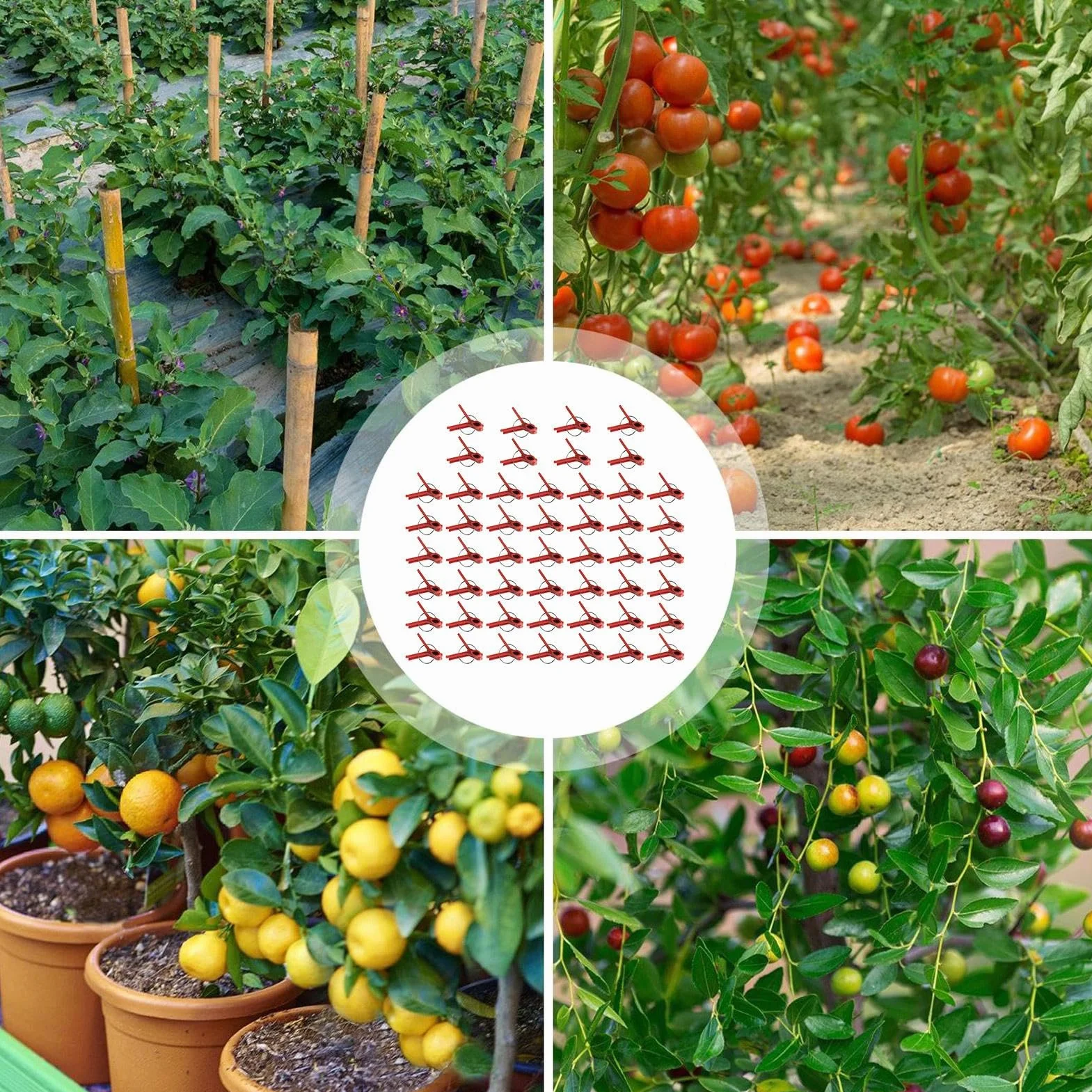 Clips de injerto de plantas, clips de injerto de vegetales | Paquete de 50 abrazaderas de fijación de plantas,Soporte de escalada en la connectas para una enredadera de vegetales, conector de jardiner