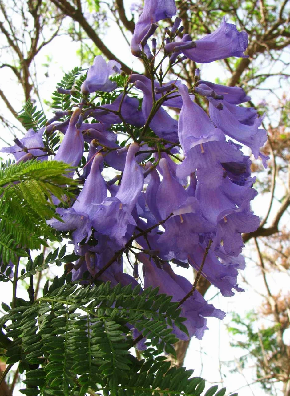 30 Semillas de Jacaranda (Jacaranda Mimosifolia)