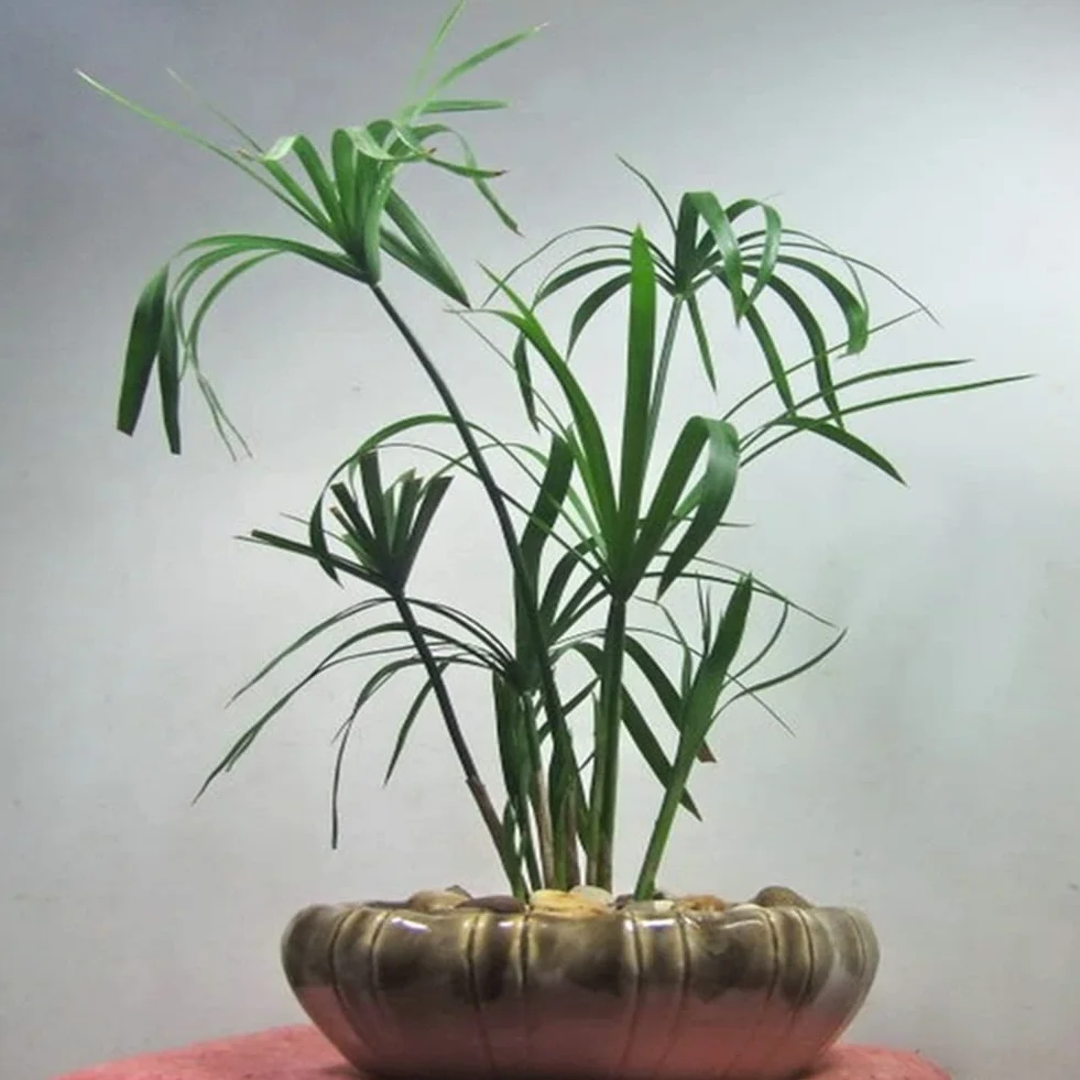 Haloppe 30 Unids Cyperus Alternifolius Flores Plantas Semillas para la Plantación de Jardín en el Hogar, Cyperus Alternifolius Semillas Planta de Agua Semi-acuática Estanque Jardín Decoración Se
