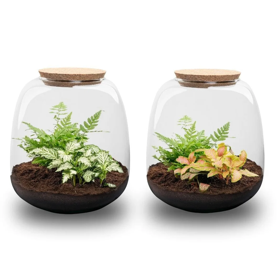 Terrario de Plantas de Cristal, Kit DIY de Interior, Verde, 20x19 cm