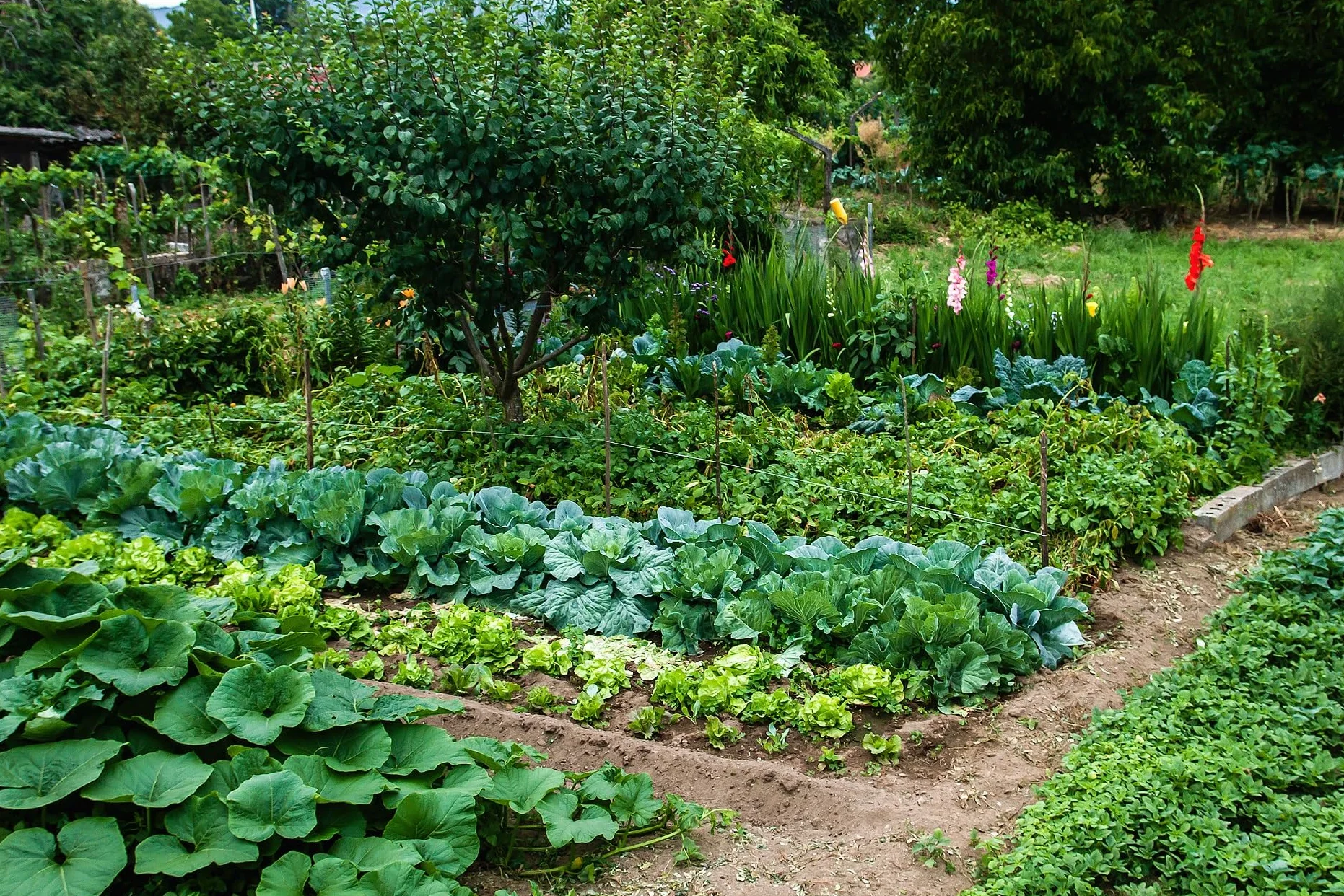 Abono Universal Huerta, Frutales, Césped y Ornamentales de 1,5 Kg | NPK 4-6-12 | Fertilizante Ecológico Completo y Equilibrado | Efecto Prolongado | Aplicación Fácil a Mano | Nexum Market