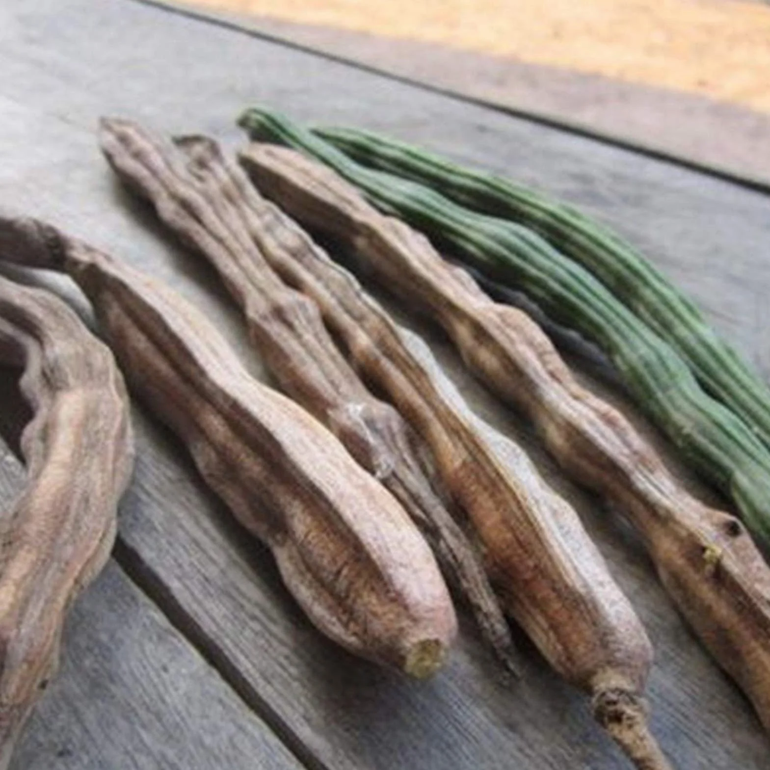 Benoon Semillas De Moringa, 50 Piezas/Bolsa Semillas De Moringa Fragancia Intensa De Moringa Sin OGM Semillas De Moringa De Jardín Saludable Para Jardín Semilla