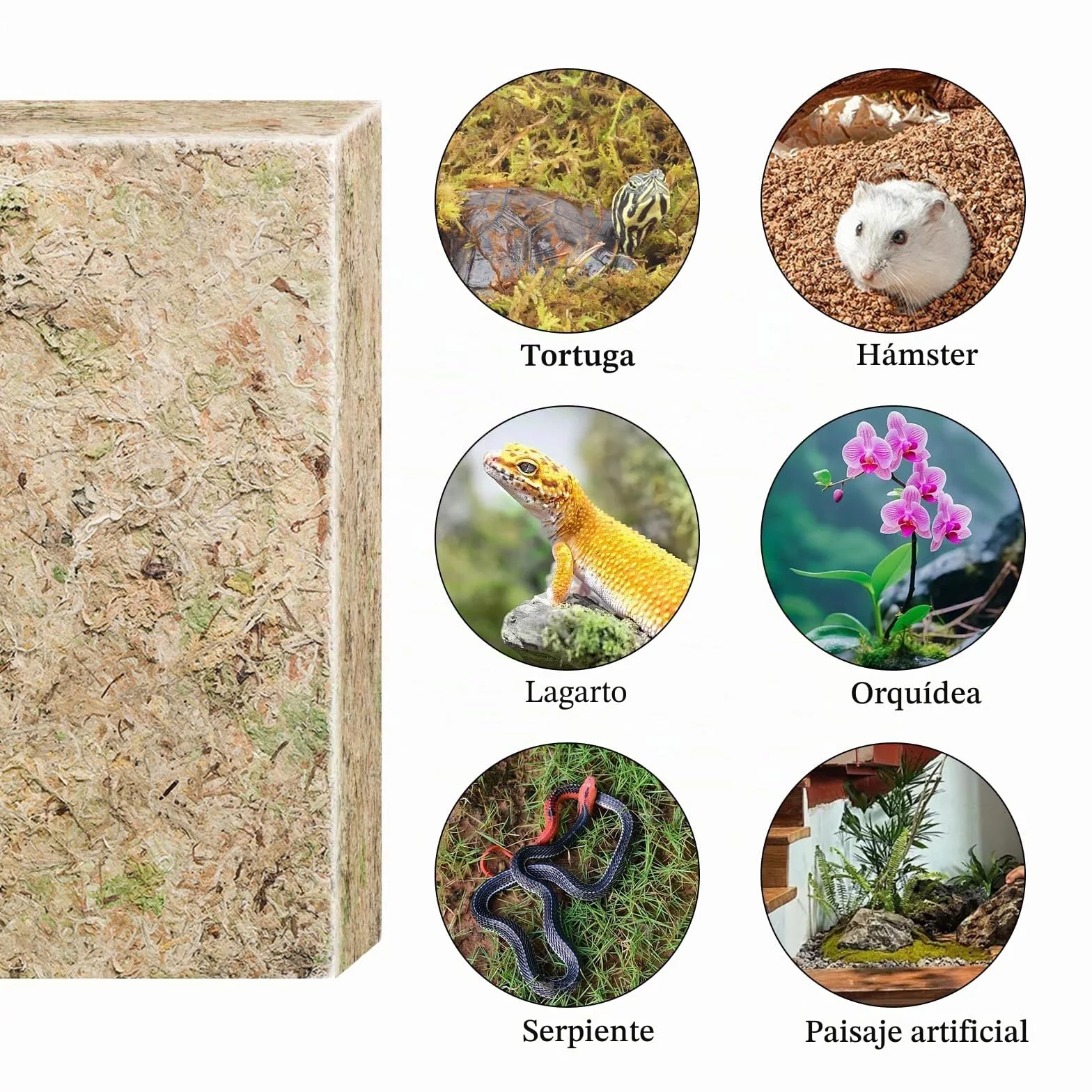 CATELL 190 g de musgo Sphagnum para plantas, terrario, tortuga y plantas de interior