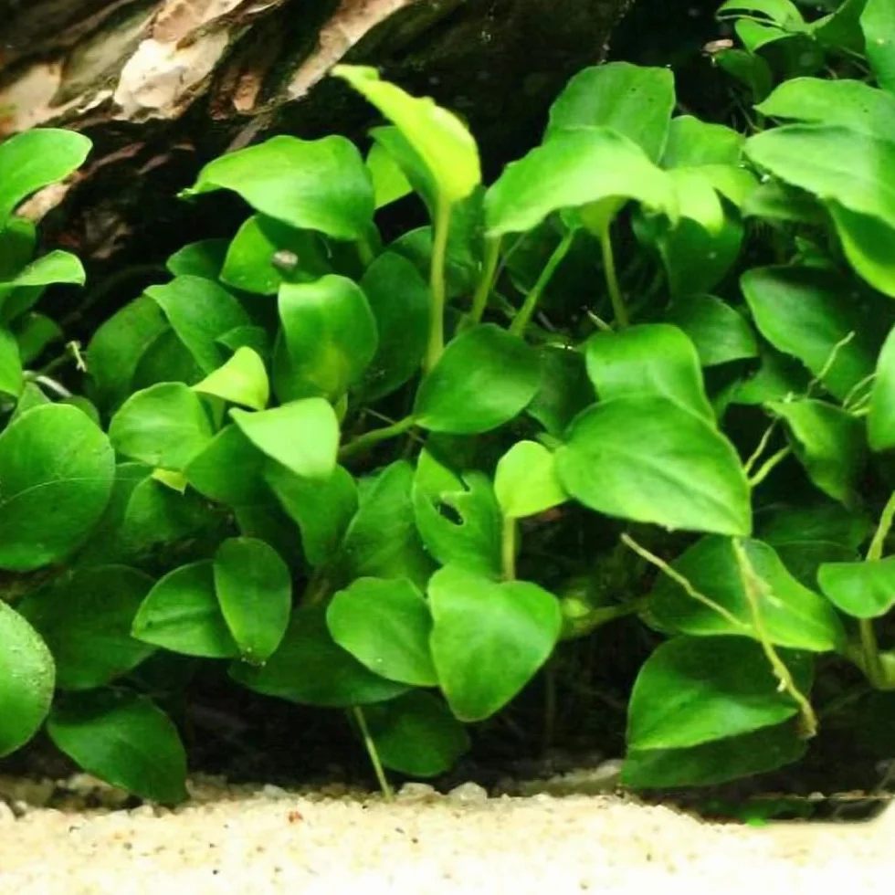 semillas para acuáticas, interior de acuario acuáticas acuarios interior purificadoras aire verdes decoración sala estar semillas acuario cobertura 1000pcs
