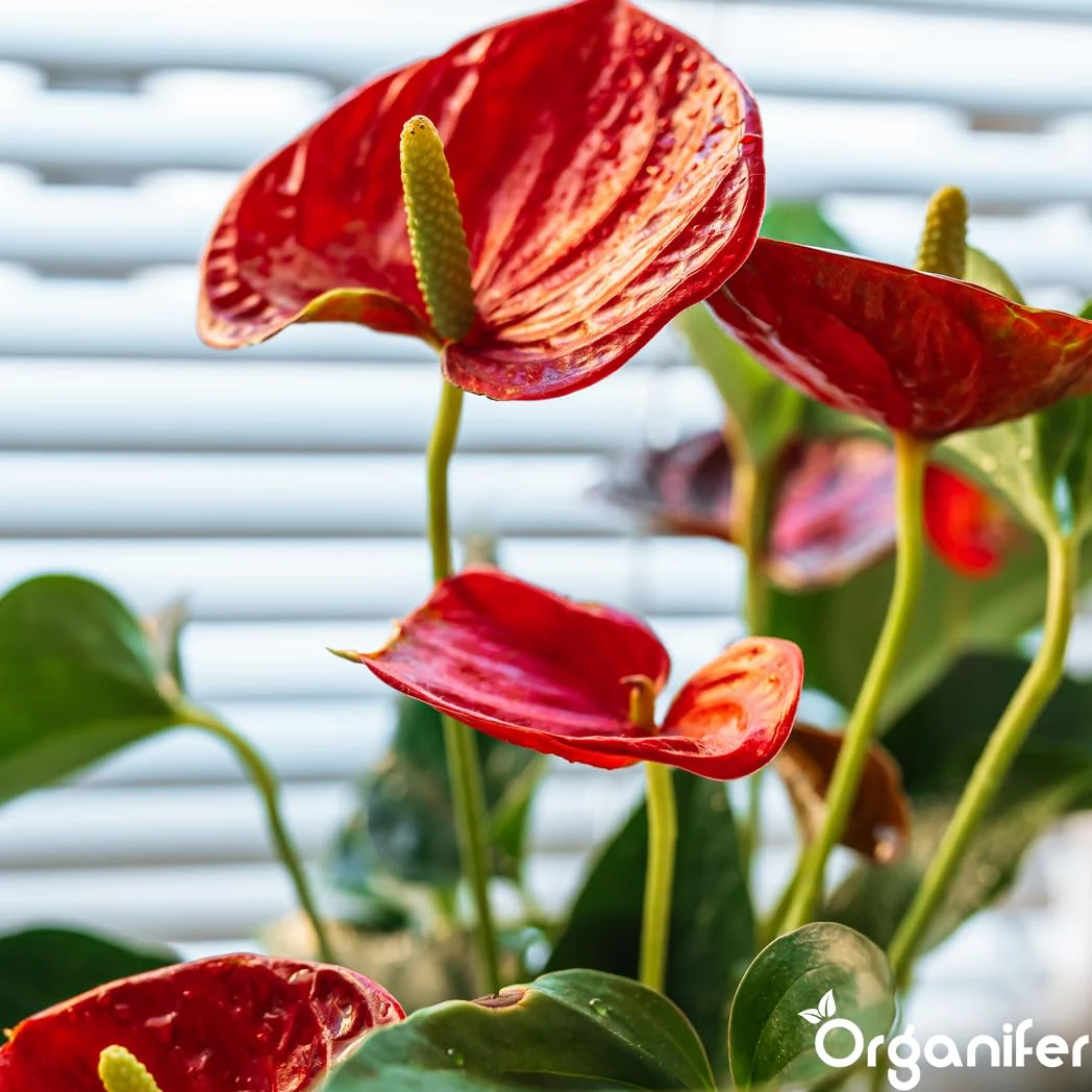 Fertilizante Líquido Para Anthurium - 5x1L - NPK 3-4-3 | Fertilizante Para Floración Abundante Y Raíces Fuertes - Favorece Tallos Y Vitalidad - Organifer