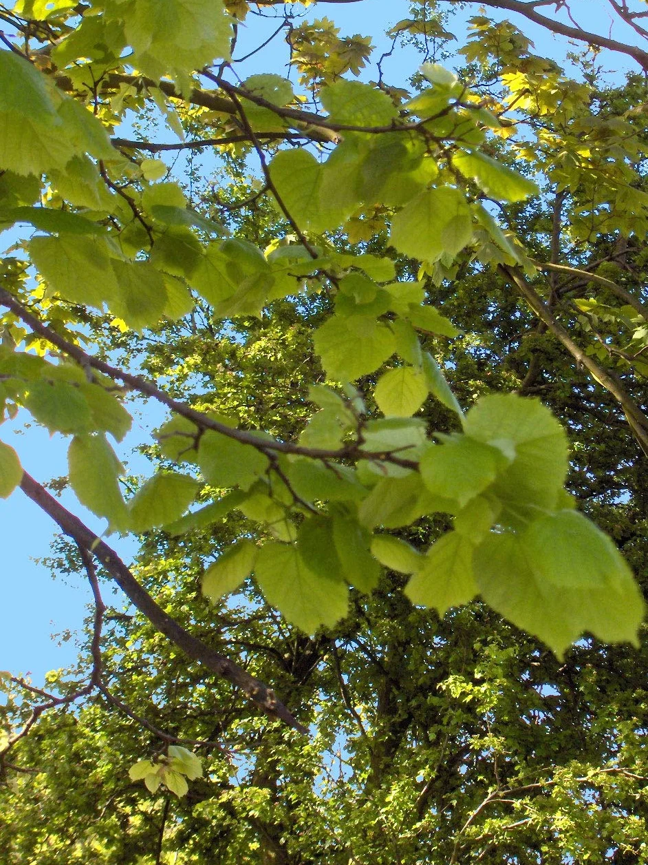 15 Semillas de Tilia platyphyllos (Tilo)