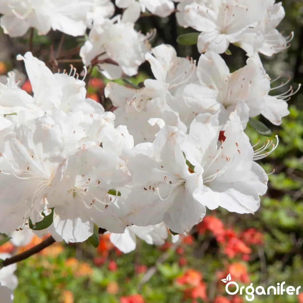Fertilizante Líquido Para Azalea - 10L - NPK 3-4-3 | Fertilizante Para Floración Abundante Y Hojas Sanas - Favorece Vitalidad Y Raíces Fuertes - Organifer