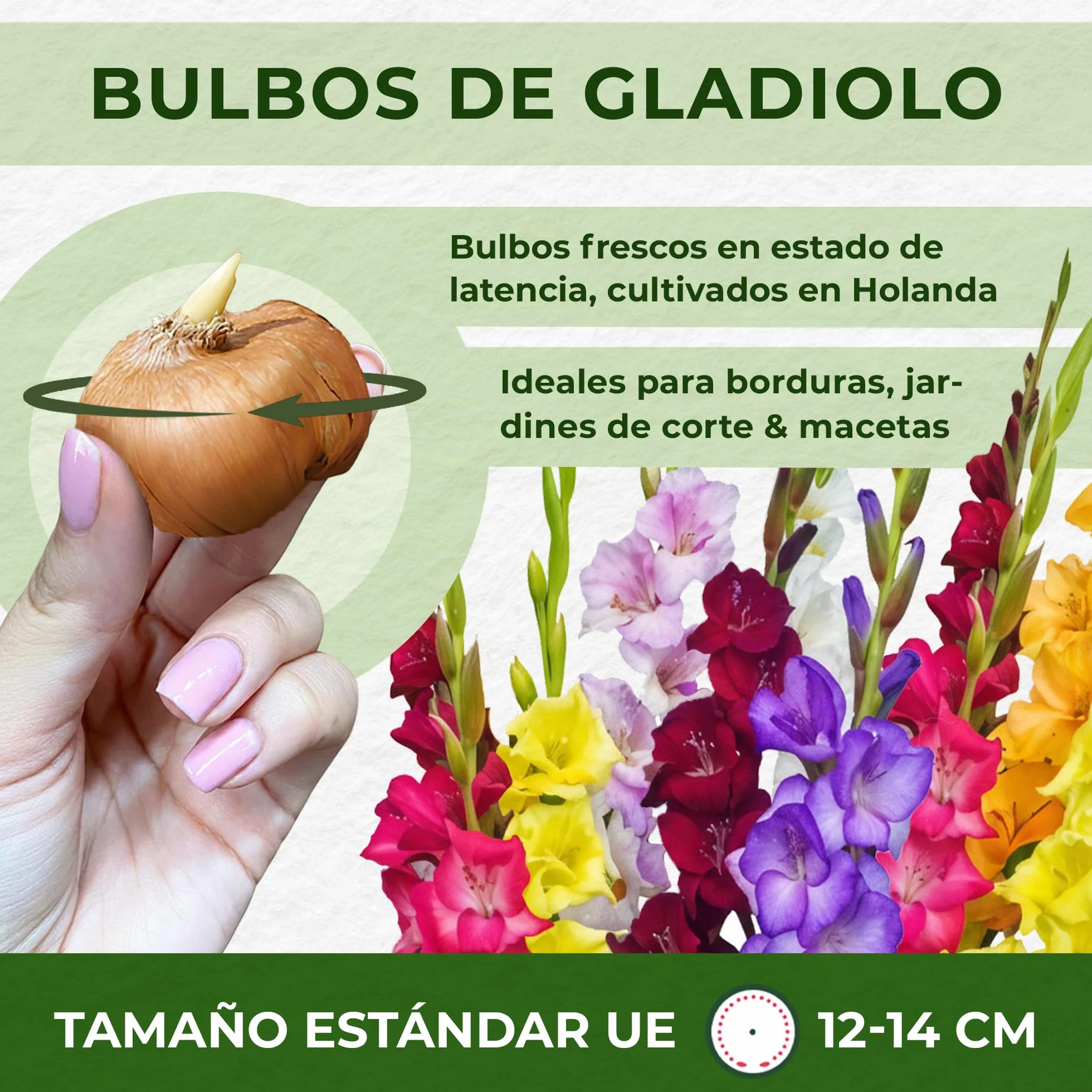Gladiolos Bulbos Budget Mix - 50 Bulbos de Flores Exterior - Plantas Naturales Exterior de Holanda - No Resistente - Decoracion Jardin, Macetas y Balcón - Sin Semillas, No Artificiales
