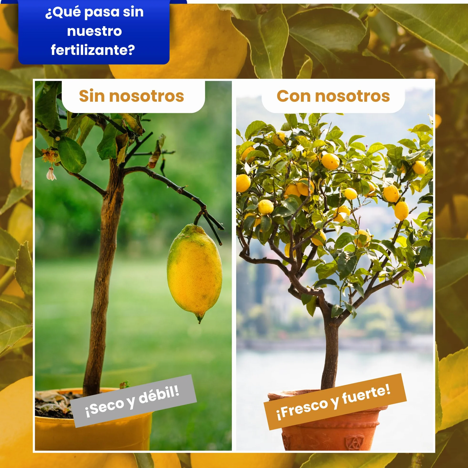 LERAVA Abono cítricos (3,6 kg) - fertilizante natural de altramuces molidos para limonero y naranjo - ideal para mandarino, kumquat y pomelo - mejora crecimiento, vigor y follaje en plantas acidófilas