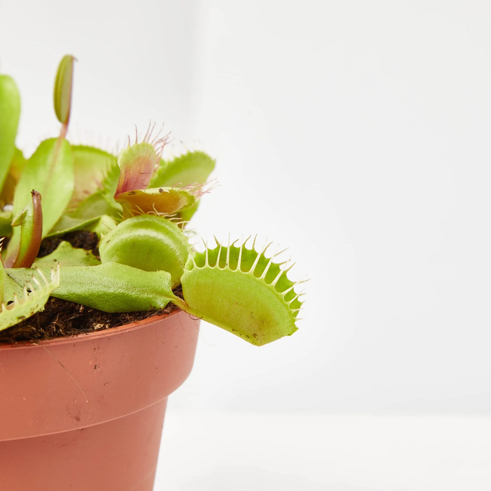 Verdecora Planta Carnívora Dionaea Muscipula + Abono Hidratante Plantas Carnívoras | Venus Atrapamoscas | Planta Insectívora de interior (Maceta Ø9cm)