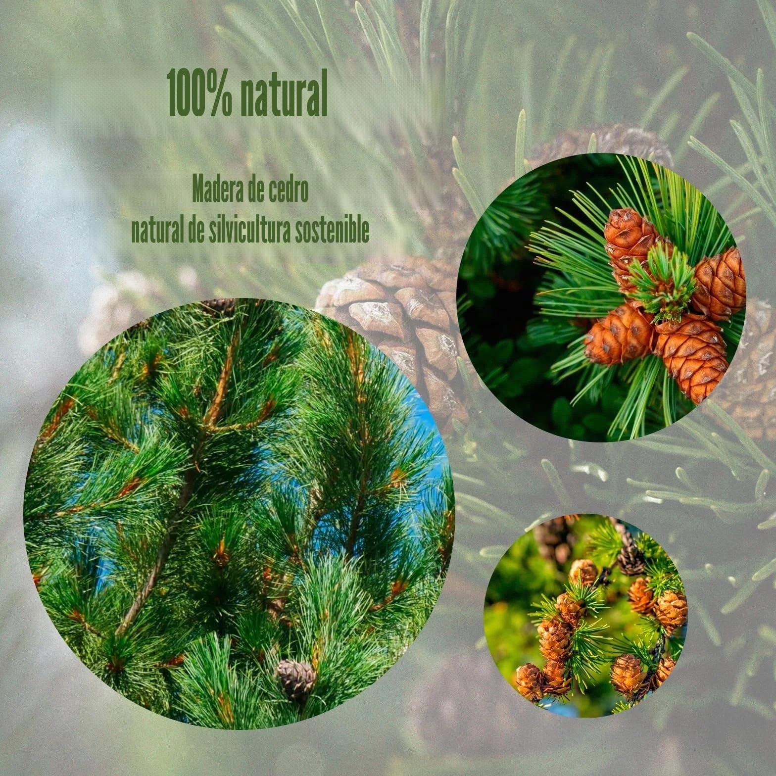 JAMATA Anillos de Cedro Antipolillas Natural 60 Piezas, Cedro Rojo Aromático 100% Orgánico para Armarios, Perchas y Cajones, Protección Duradera y Ecológica contra Polillas y Humedad,anti mites
