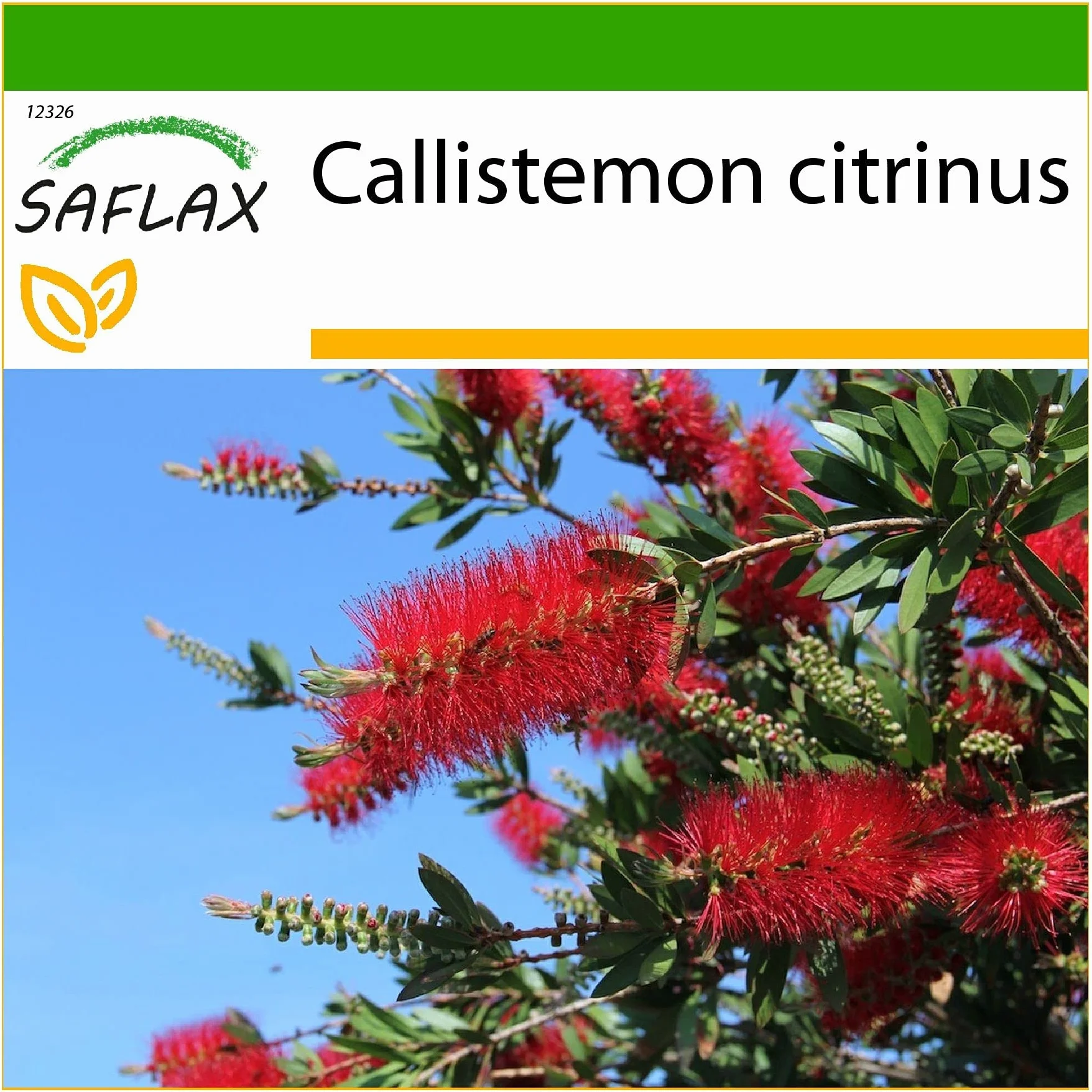 SAFLAX - Árbol del cepillo - 400 semillas - Con sustrato estéril para cultivo - Callistemon citrinus