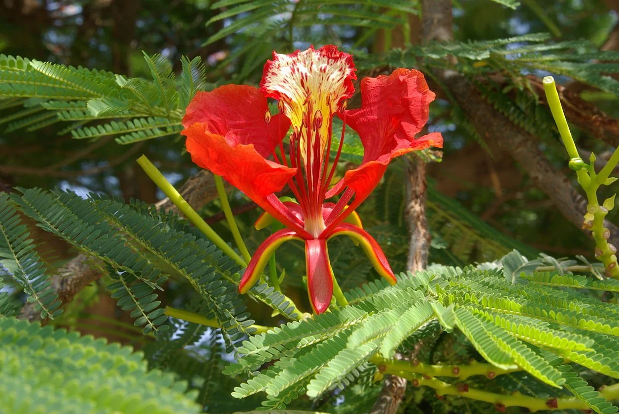 20 Semillas de Flamboyán Rojo - (Delonix Regia)