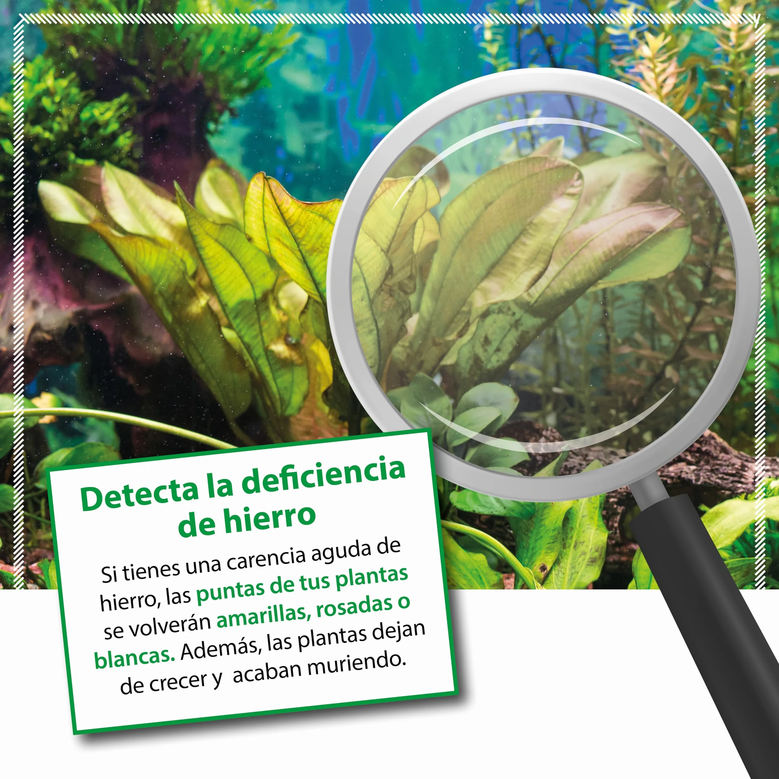 Abono de Hierro Acuario 473 ml – ARKA Plants FE – Fertilizante semanal contra Hojas Amarillas – para Plantas Verdes y sanas – sin nitratos ni fosfatos – Ideal Acuario plantado de Agua Dulce