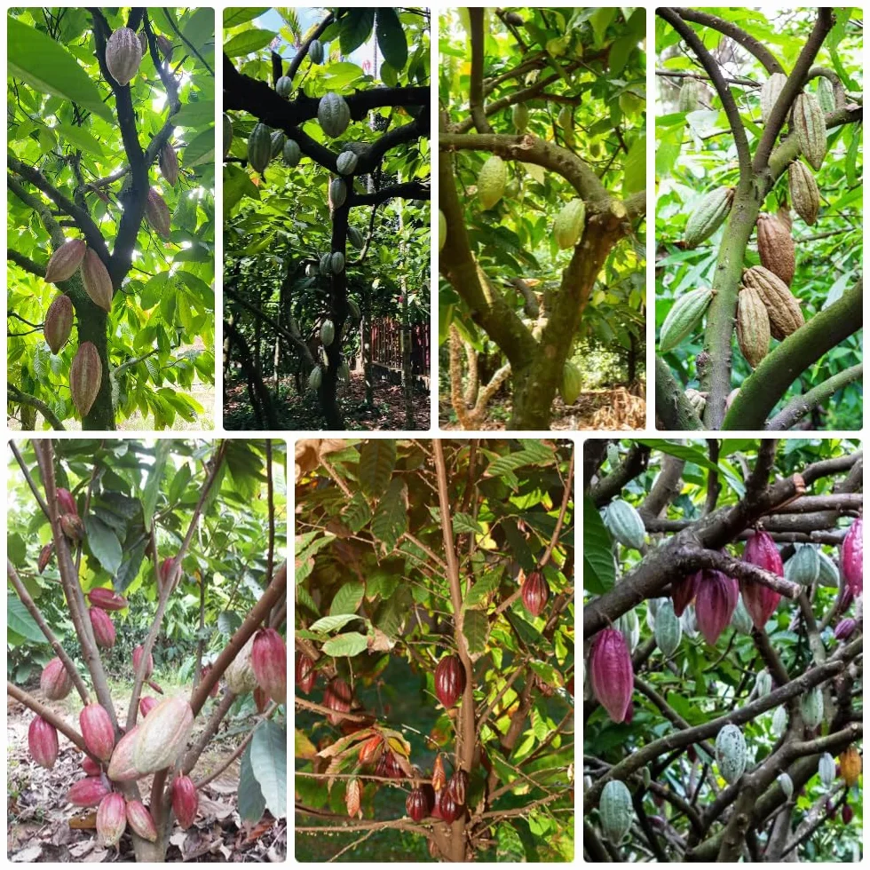 semillas del árbol del cacao, plantas reales, plantas decorativas Maceta de bonsái, de jardín, balcón resistentes Macetas, decoración jardín para exteriores. Semillas árboles, 60pcs