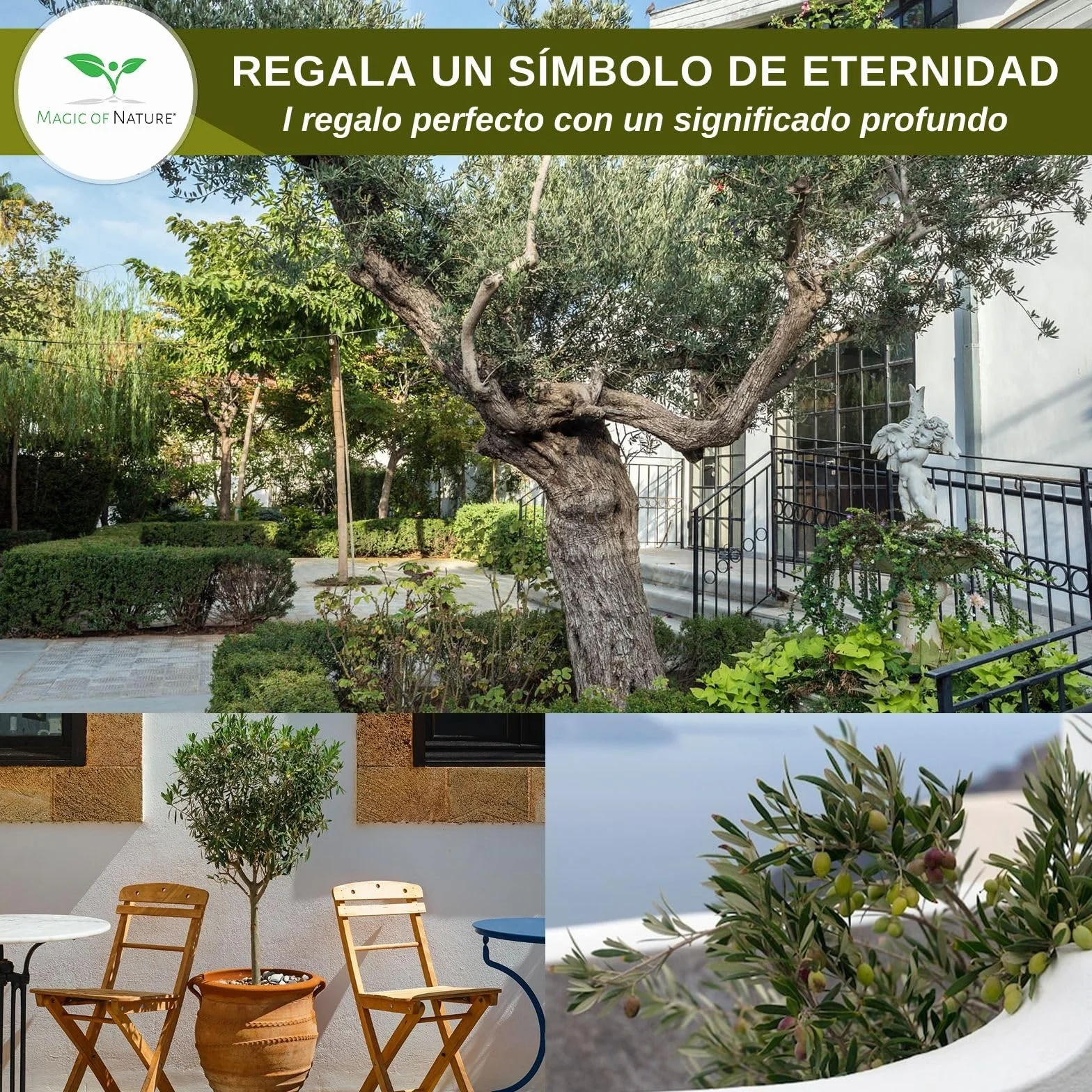 Magic of Nature Semillas de Olivo - 10 Ud. Olea europaea Olivo Mediterráneo para Jardín Balcón & Bonsái - Huesos de Árbol de Aceite Reales