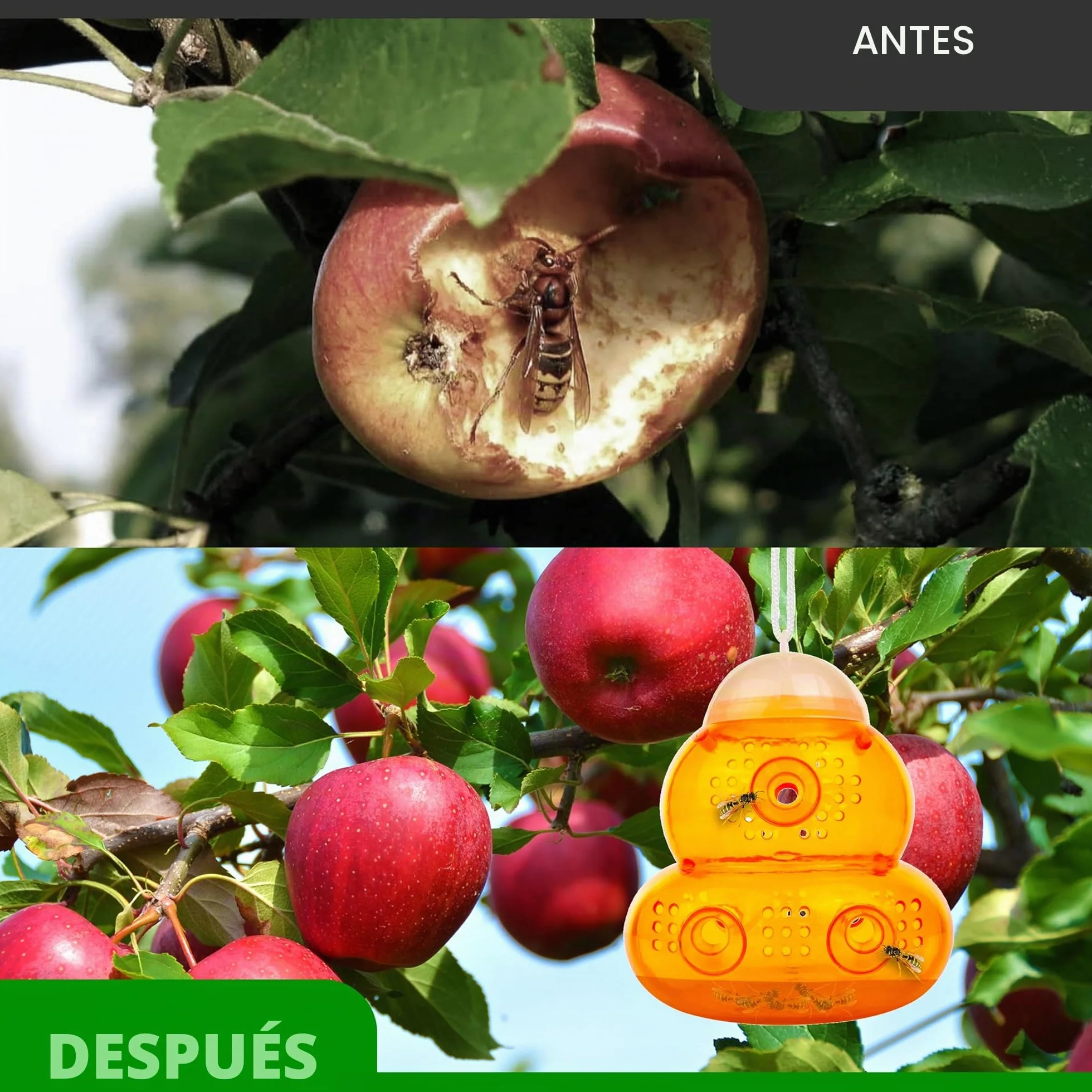 ASPECTEK Trampa para Avispas Trampa para Avispón, Abeja y Avispa Abejorro. 2 Unidades (Trampa de Abeja)