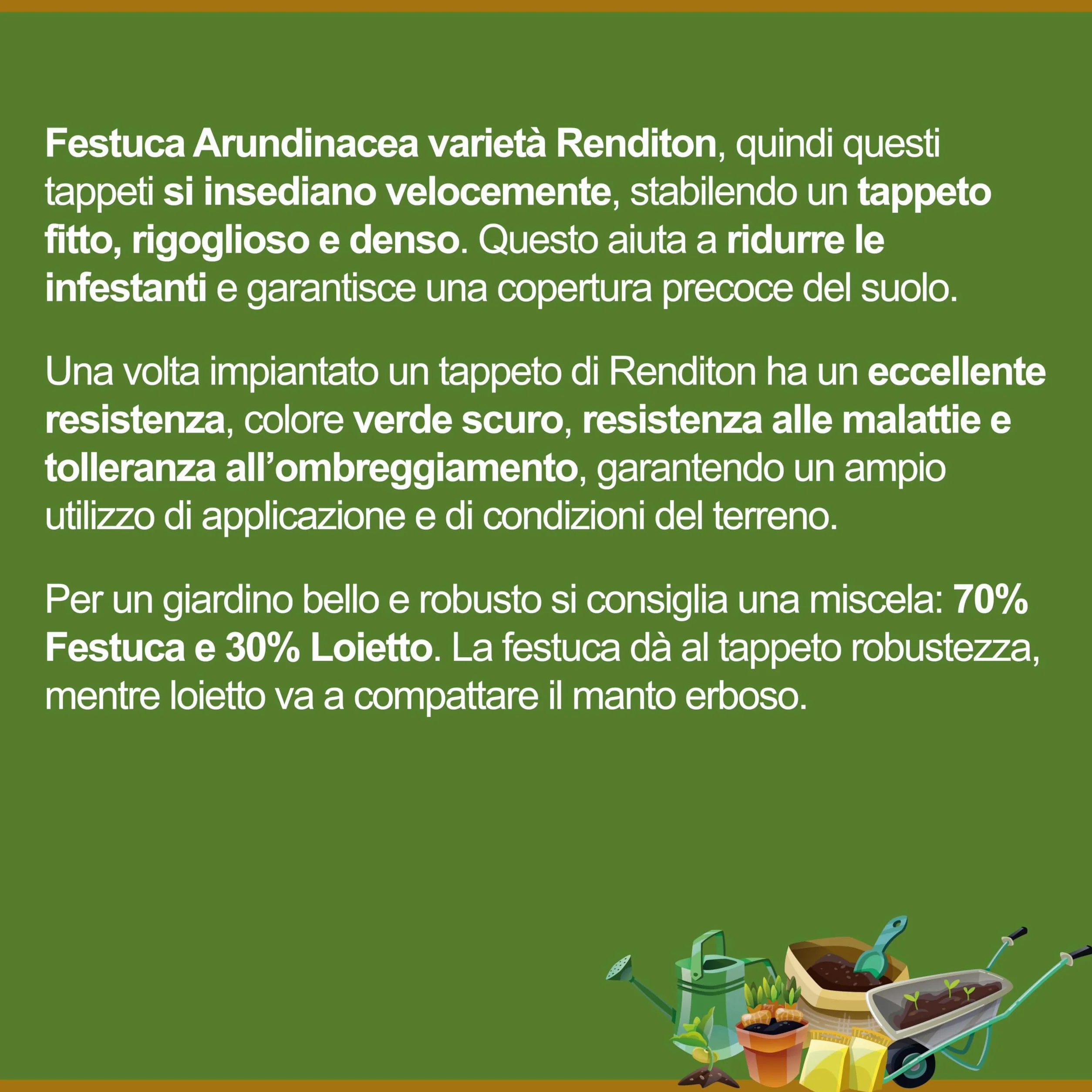 Festuca Arundinacea Il Contadino Semillas Césped 5 kg Resistencia Sequía Pisado Sombreado