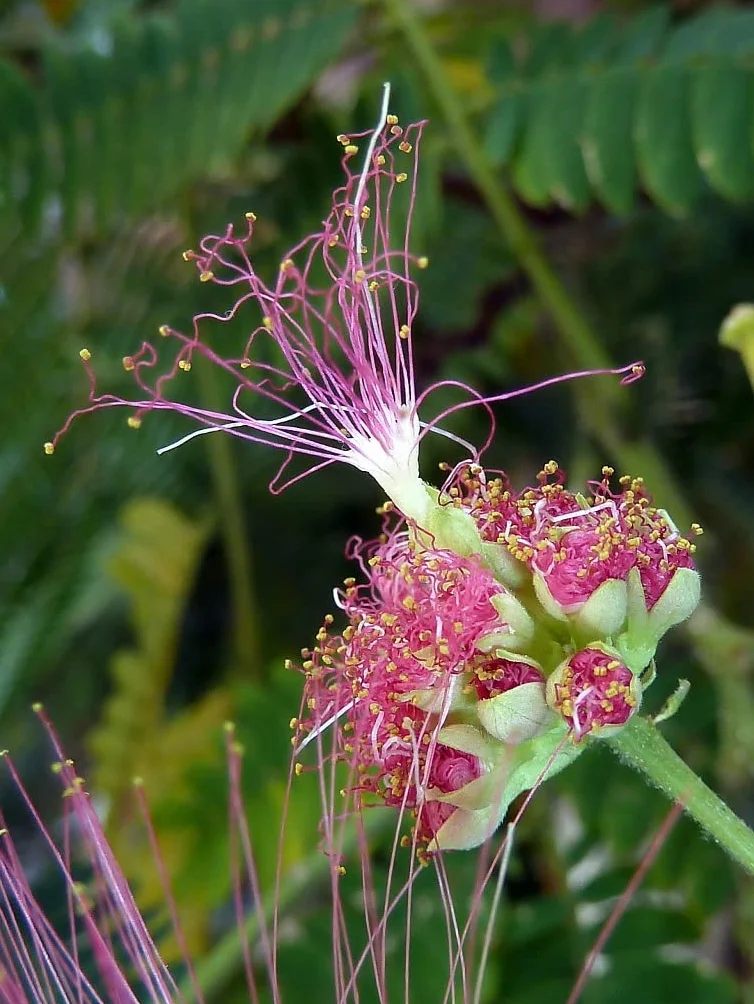 20 Semillas de Acacia de Constantinopla (Albizia Julibrissin) - Árbol Ornamental de Flores Rosadas