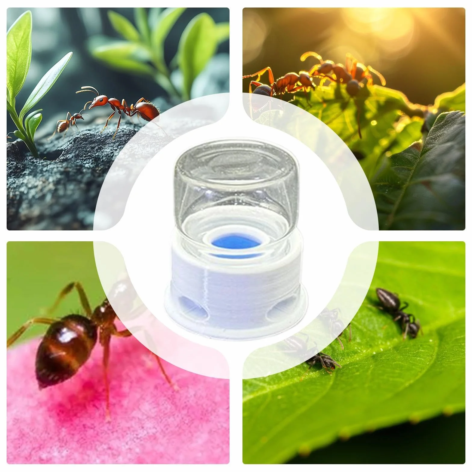 Líquido para Hormigas, Bebedero para Grillos, Bebedero Multifuncional Transparente para Abejas, Granja, Exterior y Aula