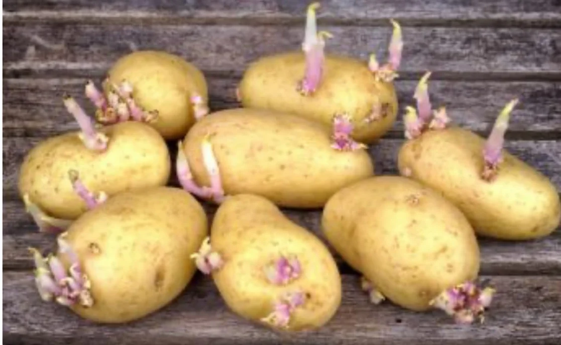 Antigerminativo fitoregulador Para patatas, ajos y cebolla 500 ml. Inhibidor sistémico de brotes en patata, cebolla y ajos.