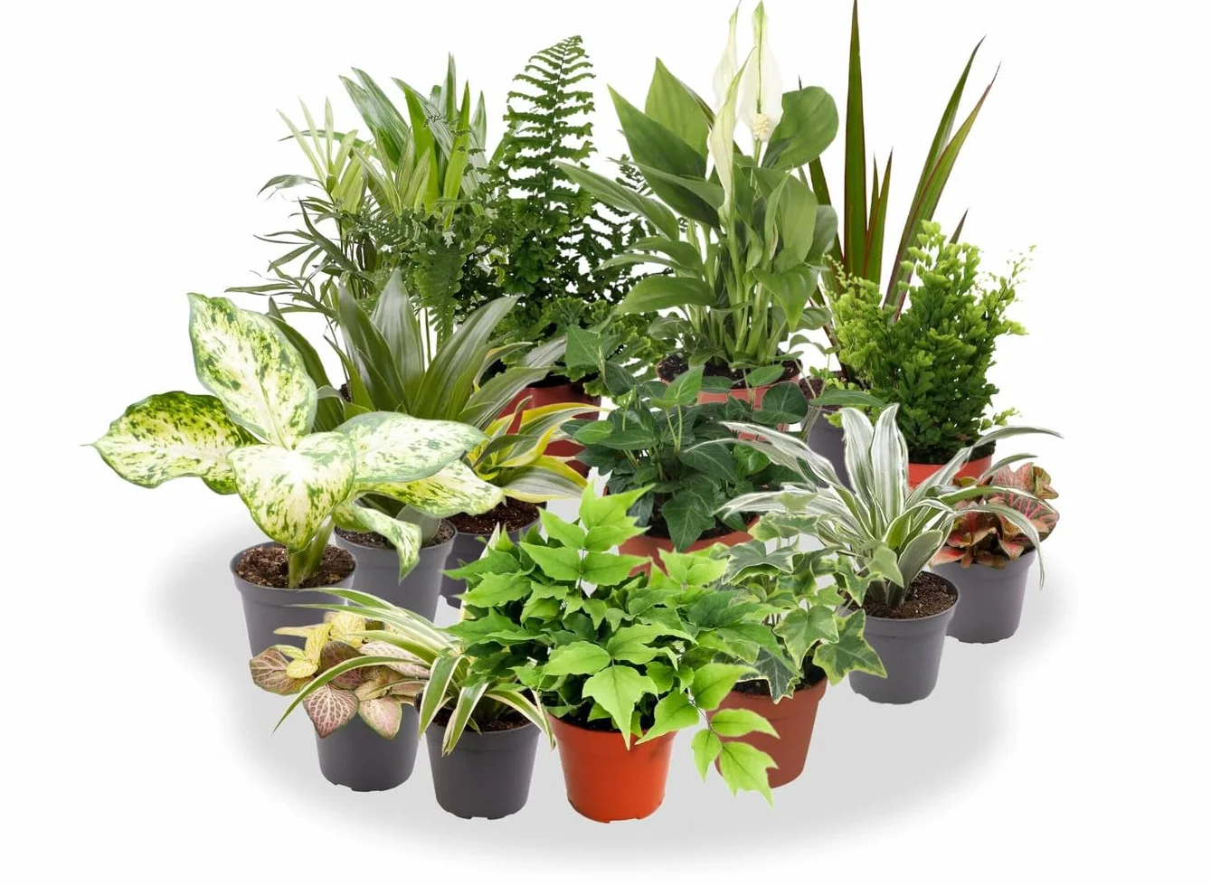 Garden Center shop | Pack ahorro 10 Plantas de Interior Variadas |Purificadoras de Aire | Decorativas y de Bajo Mantenimiento | Ideal para Hogar u Oficina | Plantas Naturales Vivas