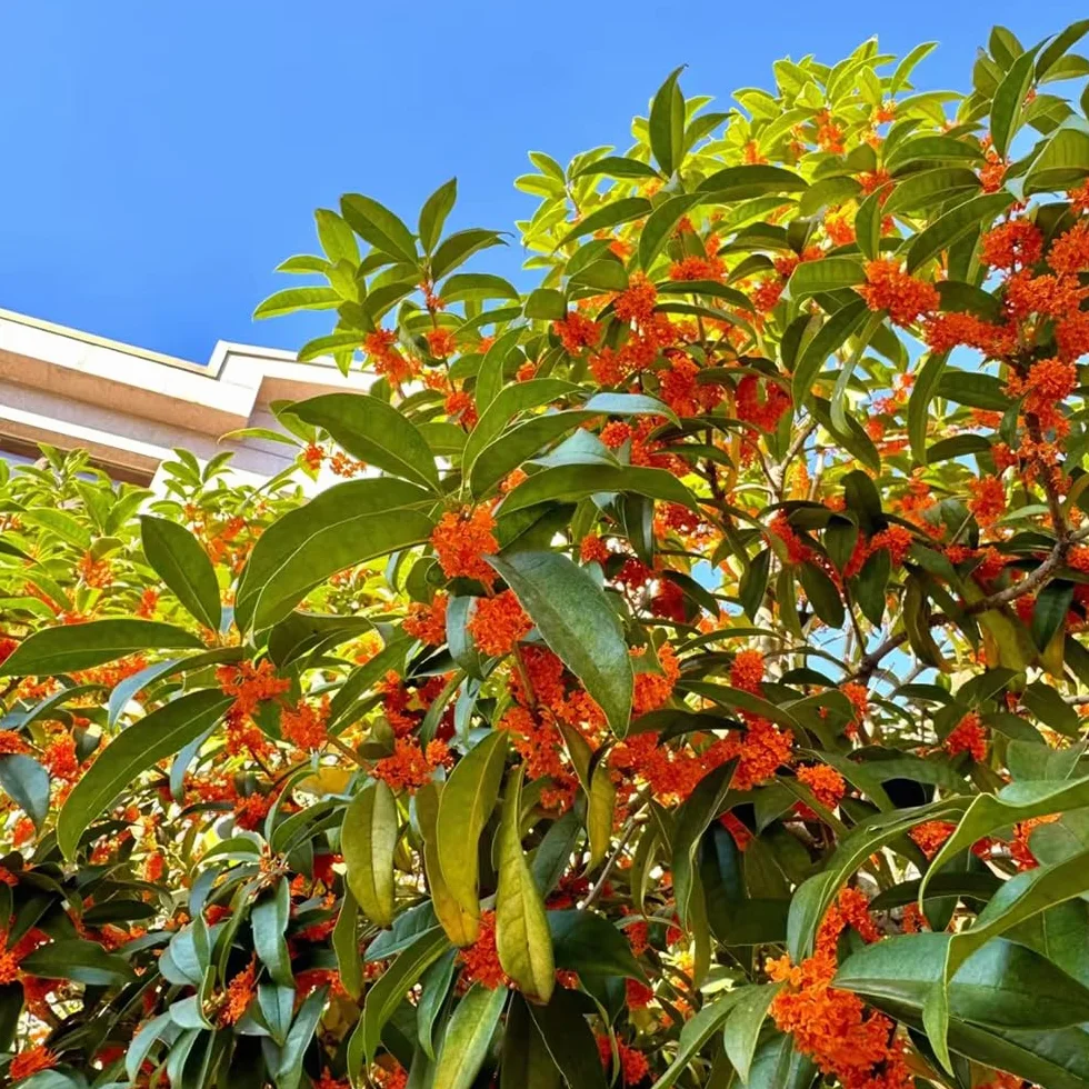 osmanto fragrans cortadas de de interior osmanto fragante inusuales decoraciones jardín exteriores Decoración resistentes en macetas interior 85semillas