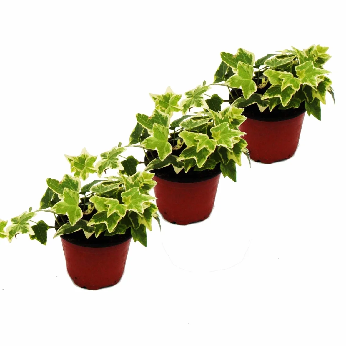 Hedera helix, set of 3, ivy, white coloured leaves, 9cm pot