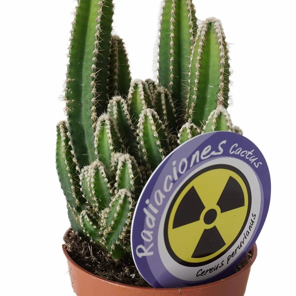 DECOALIVE Cactus del Ordenador Planta Natural Anti Radiaciones