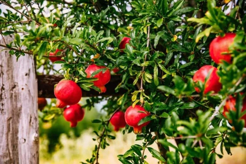 25 Semillas de Granado - Punica Granatum