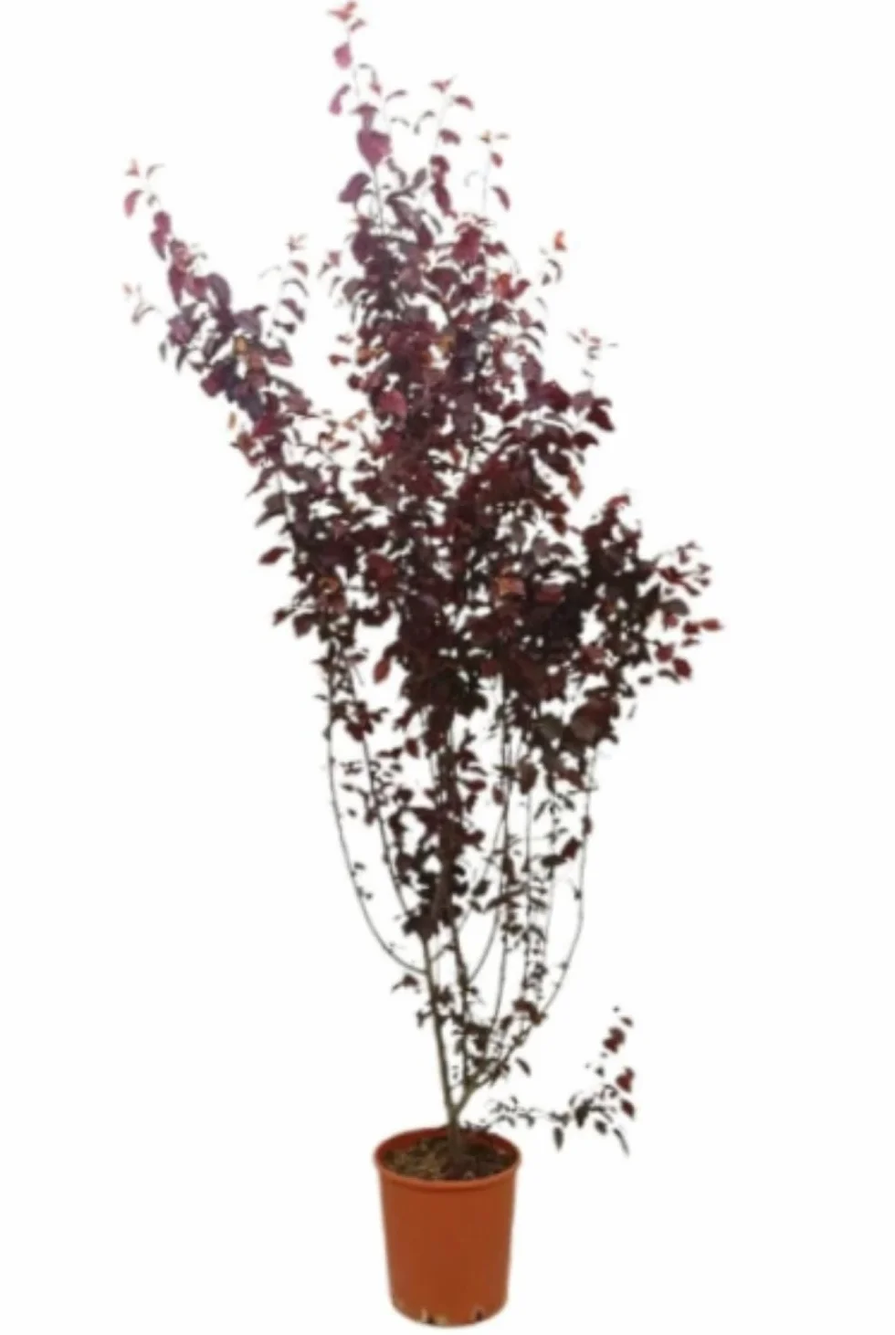 Planta natural Prunus pisardii, 140-150 cm. Ciruelo. Árbol ornamental con hojas moradas y flores rosadas, ideal para jardines. Segura Garden.
