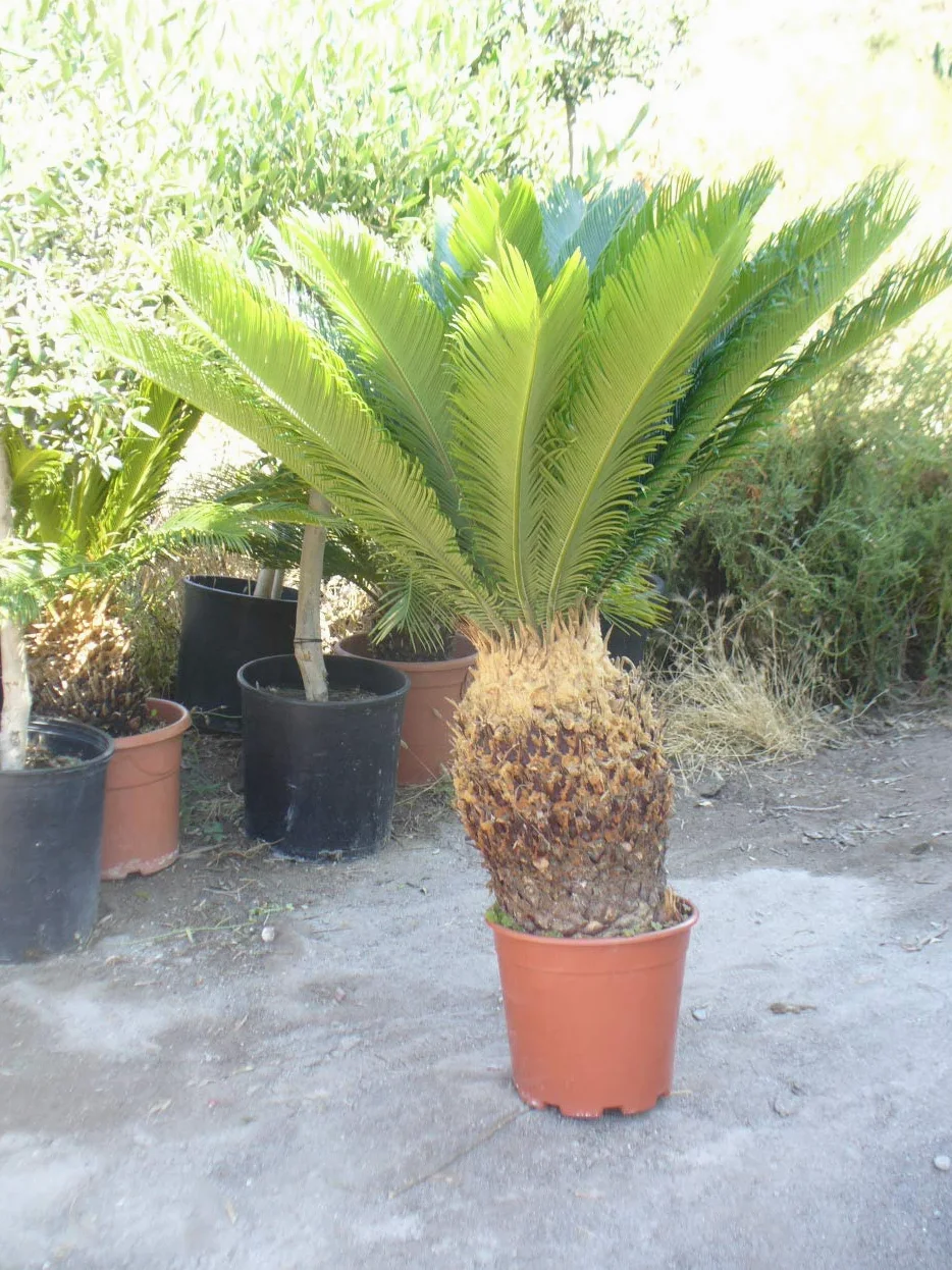 Palmera Cyca revoluta, aprox 100 cm de altura y 90 cm diametro