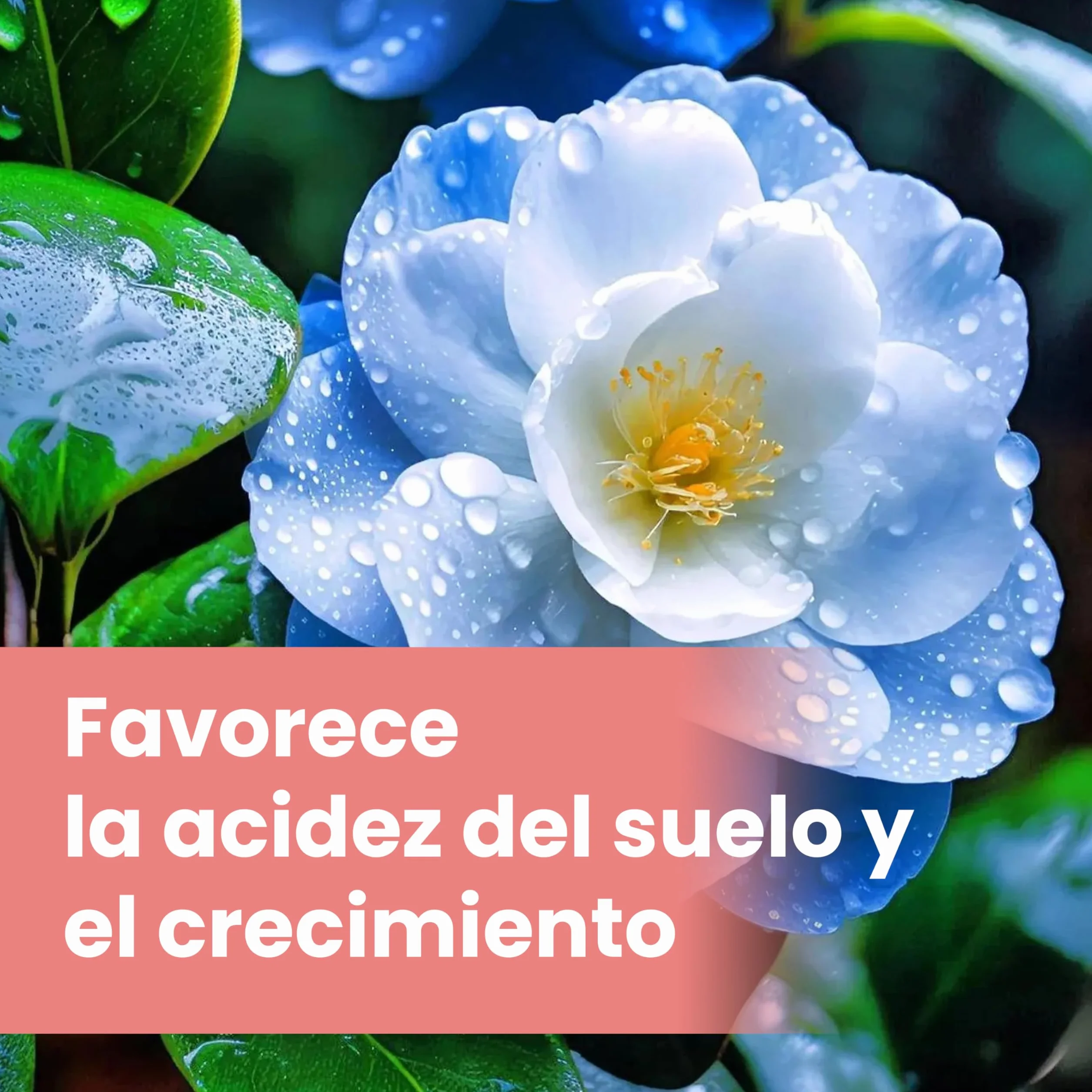 LERAVA Abono hortensias (2x800 g) - Abono acidófilas BIO para hortensias y rododendros - Mantiene suelo ácido I Crecimiento vigoroso y floración abundante - Ideal jardin