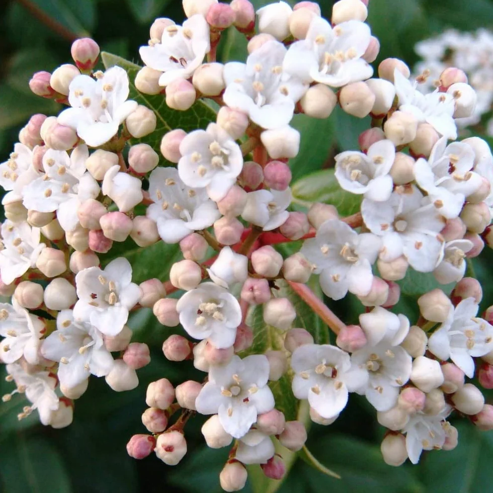 25 Semillas de Durillo (Viburnum tinus)