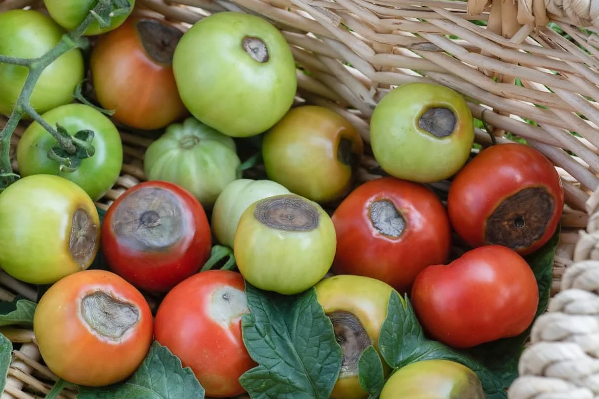 ANTI-CARENCIAS para Huerto ECO 100 ML MUY EFECTIVO | Corrector de Calcio para Tomate, Pimiento, Lechuga y Hortalizas | Previene Enfermedades como bordes negros o Bitter pit | Ecológico | Nexum Market